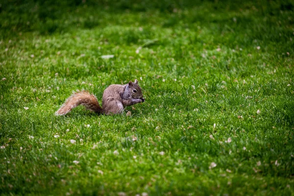 背景がぼやけた秋の公園内のリスの風景 — ストック写真