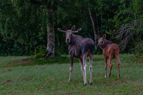 Gros Plan Orignal Son Bébé Debout Sur Herbe Dans Forêt — Photo