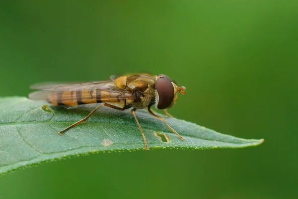 Närbild Marmelad Hoverfly Episyrphus Balteatus Sitter Ett Högt Gräs Löv — Stockfoto