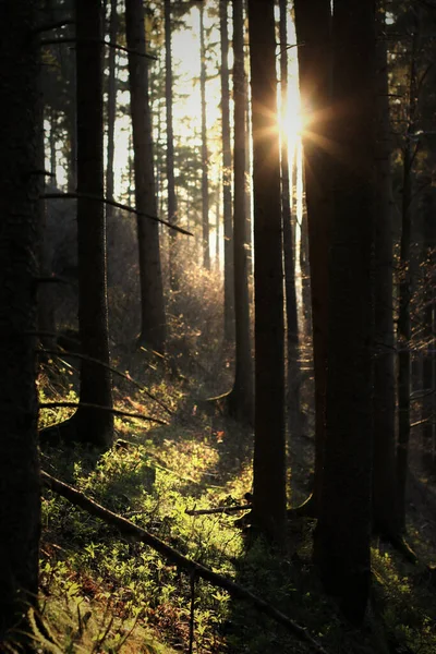Sol Brilhando Através Uma Floresta Noite — Fotografia de Stock