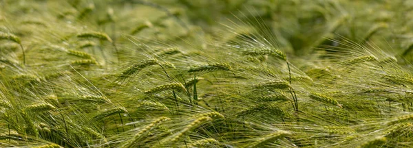 Зерновое Поле Зелеными Ушами Панорамный Вид — стоковое фото
