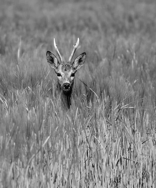 Cerf Marche Dans Champ Orge — Photo