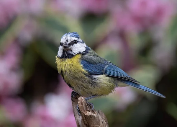 Macro Shot Eurasian Blue Tit Cyanistes Caeruleus Passerine Bird Perched — Stockfoto