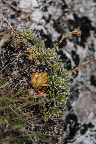 Mise Point Sélective Saxifraga Paniculata Livelong Saxifrage — Photo