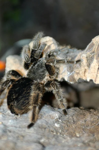 Pionowe Zbliżenie Kręcone Włosy Tarantula Czołgająca Się Kamieniu Słońcu — Zdjęcie stockowe