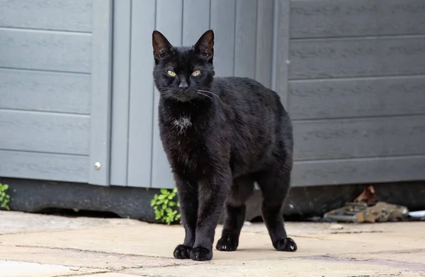 一只美丽的黑猫 明亮的眼睛在户外散步 — 图库照片
