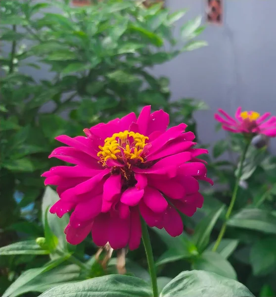 Closeup Pink Zinnia Flower Blooming Green Branch Spring — Stock Photo, Image