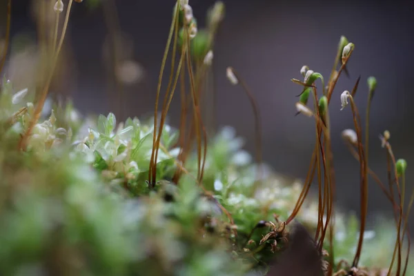 河流附近灰色背景的植物 — 图库照片