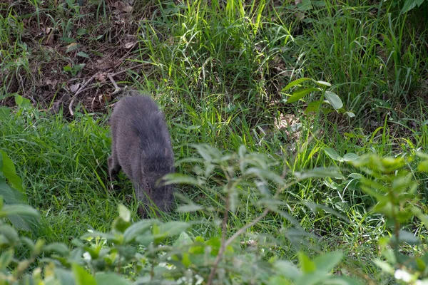 Alleen Zoek Naar Voedsel Het Bos Wilde Zwijnen Sus Scrofa — Stockfoto