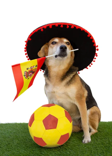 Portrait Dog Flamenco Hat Spanish Flag Soccer Ball — Stock Photo, Image