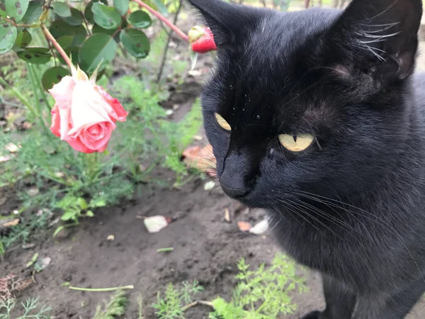 Schwarze Katze Vor Einer Rose — Stockfoto