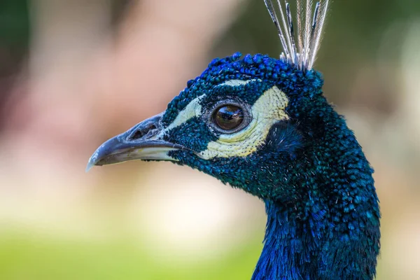 Selektivní Zaostření Hlavy Modrého Páva — Stock fotografie