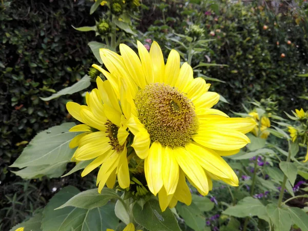 Eine Schöne Aufnahme Einer Gelben Sonnenblume Einem Garten — Stockfoto