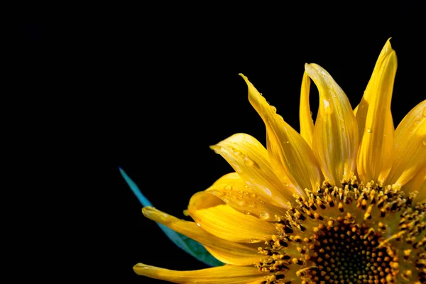 Closeup Shot Yellow Sunflower Isolated Dark Background — Stock Photo, Image