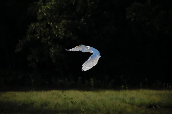 Ένα Κοντινό Πλάνο Ενός Ιπτάμενου Λευκού Ερωδιού Σκούρο Φόντο Δάσους — Φωτογραφία Αρχείου