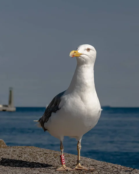 Beautiful View Seagull Standing Beach — Stock Photo, Image