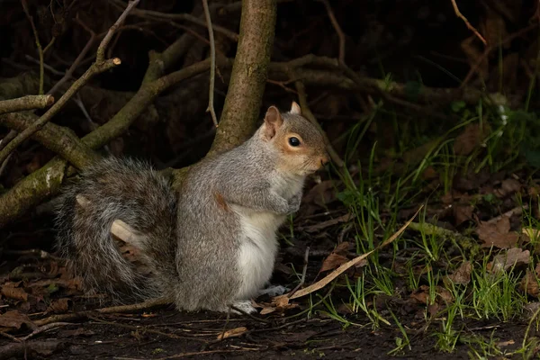 Šedá Veverka Sciurus Carolinensis Temné Lesní Půdě — Stock fotografie