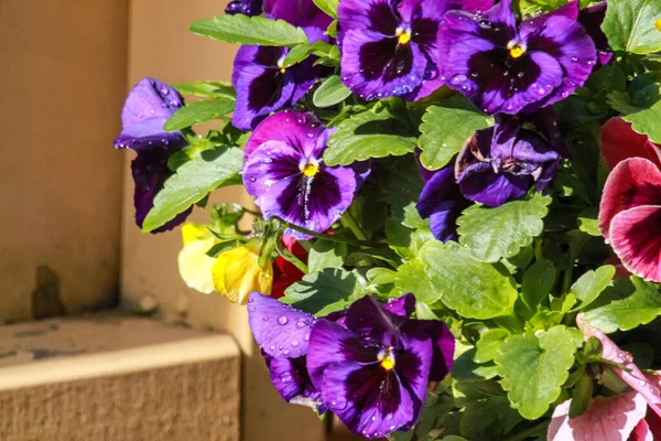 İbneler bahar, yaz ve sonbaharda çiçek açar.