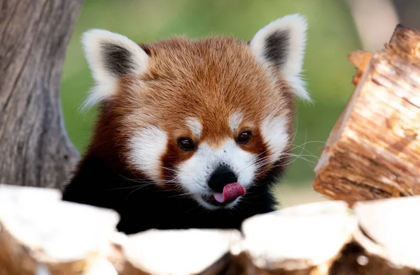 Primo Piano Panda Minore Sullo Sfondo Sfocato — Foto Stock