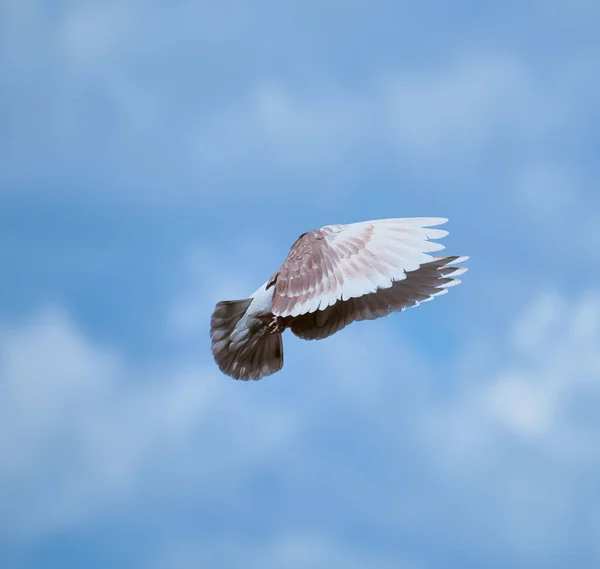 Gros Plan Pigeon Volant Haut Dans Ciel Bleu — Photo