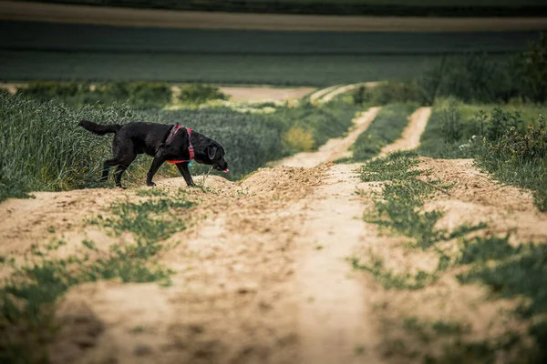 Egy Fekete Labrador Retriever Sétál Földön Szabadban — Stock Fotó
