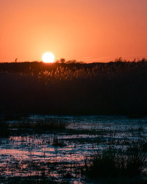 Beautiful Sunset Reflected Swamp Plants — Stock Photo, Image