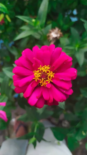 Primer Plano Vertical Una Flor Rosa Zinnia Floreciendo Una Rama —  Fotos de Stock