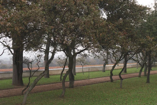 Una Hermosa Vista Los Árboles Con Camino Groot Constantia Wine —  Fotos de Stock