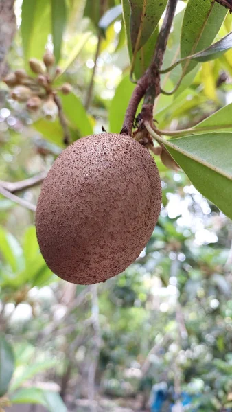 Primo Piano Verticale Sapodilla Maturo Albero — Foto Stock