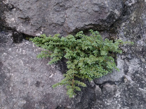 Closeup Shot Rockweed Growing Rock Wall — Stock Photo, Image