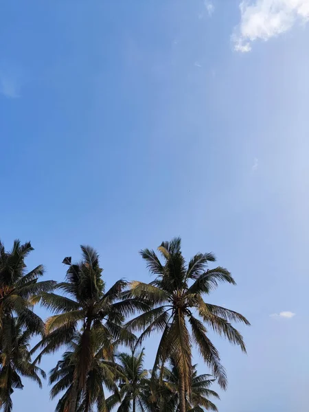 Low Angle Shot Palm Trees Blue Sky Sunny Day — Stock Photo, Image