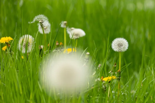 Grasveld Met Hoofden Van Zaden Van Paardebloem Met Wazige Voorgrond — Stockfoto