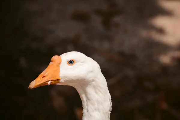 Nahaufnahme Eines Weißen Gänsegesichts Mit Orangefarbenem Schnabel — Stockfoto