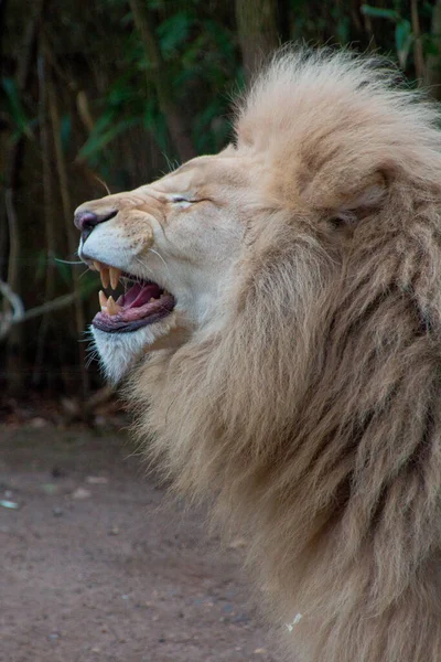 フランスのラ フレシェ動物園で口を開けたライオン — ストック写真