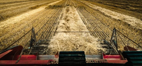 Combine Harvester Driver Pov While Threshing Wheat Agricultural Field — Stock Photo, Image