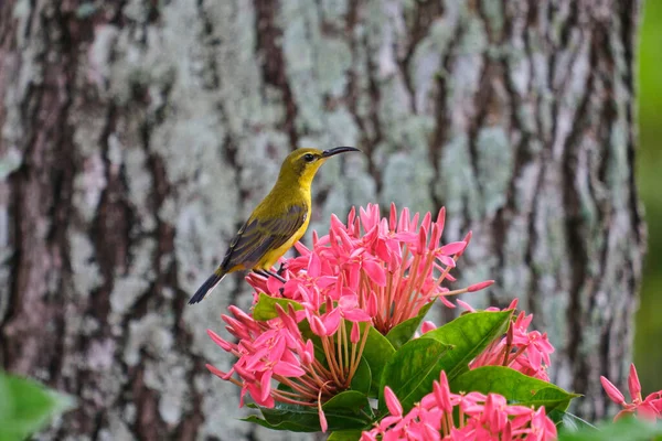 Detailní Záběr Slunečního Ptáka Sedícího Květině Pozadí Kůry Stromu — Stock fotografie