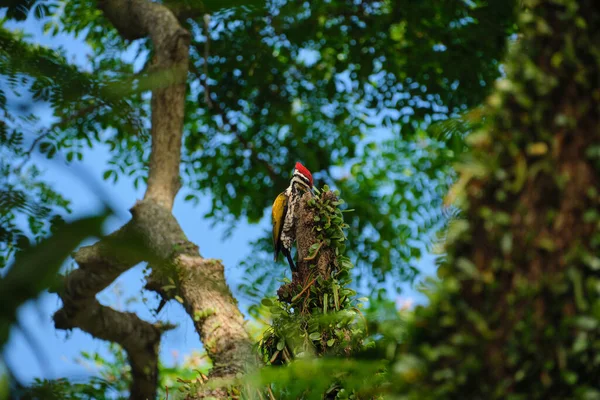 Bir Ağaçtaki Yaygın Bir Alevli Geri Dönüş Dinopium Javanense Seçimi — Stok fotoğraf