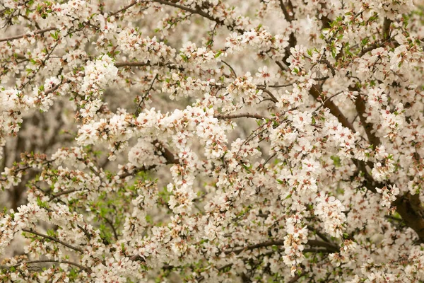 Tiro Close Galhos Árvores Cheios Flores Primavera — Fotografia de Stock