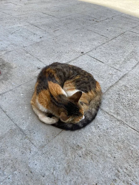 Brązowy Kot Spoczywający Ulicy — Zdjęcie stockowe