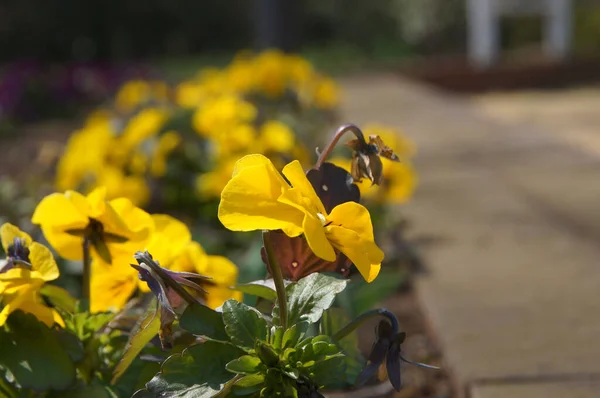 Een Selectieve Focus Shot Van Gele Bloemen Tuin — Stockfoto