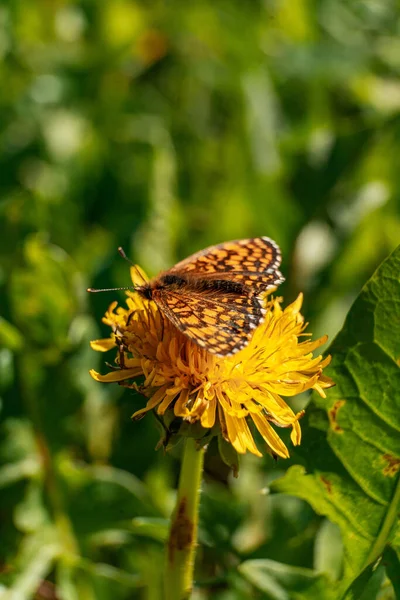 Eine Vertikale Aufnahme Eines Silbergewaschenen Fritillars Auf Der Gelben Blume — Stockfoto