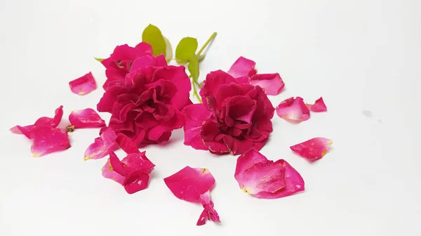 Nahaufnahme Der Rosenblüte Auf Weißem Papier — Stockfoto