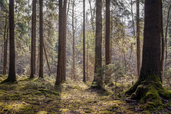 Güneşli Bir Günde Ormanda Yetişen Yeşil Çam Ağaçlarının Manzarası — Stok fotoğraf