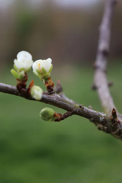 Colpo Verticale Boccioli Fiore Pera Sul Ramo Albero Che Fiorisce — Foto Stock