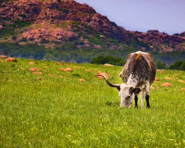 Longhorn Grazing Wichita Refugio Vida Silvestre — Foto de Stock