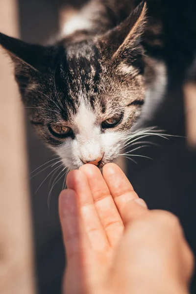 通りの猫に手を差し出した 彼の目の手の美しい反射 — ストック写真