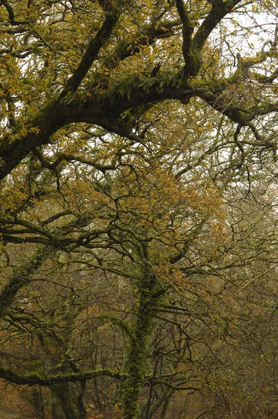 Ein Englischer Wald Herbst — Stockfoto