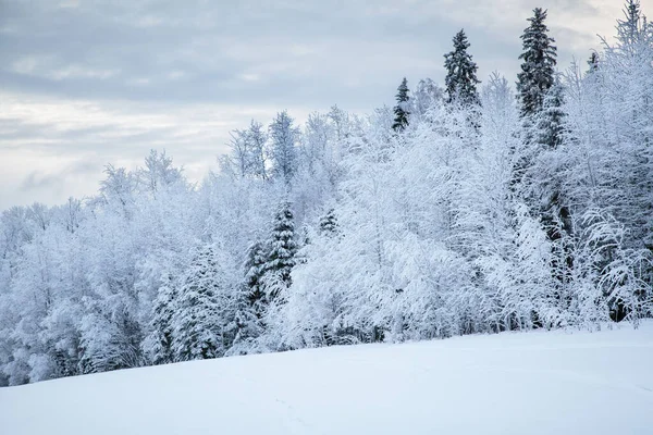 冬の日は曇り空の下 白い雪の国の白い雪の上のモミの木 — ストック写真