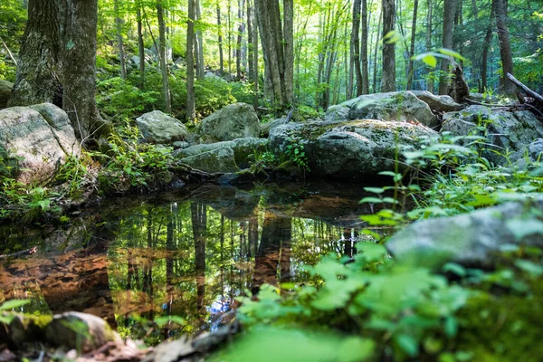 森の中の木や植物や岩が反射する池 — ストック写真