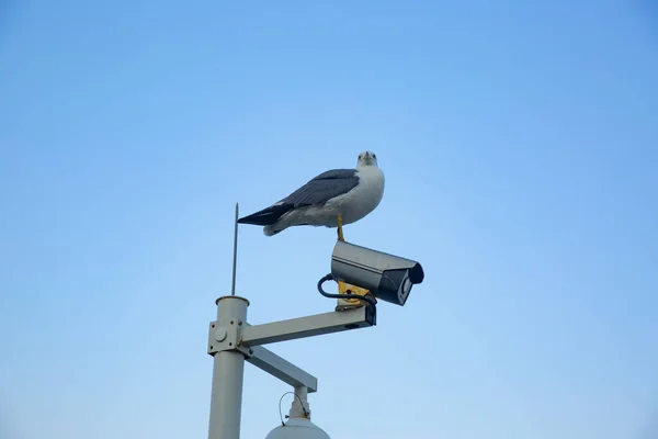 Primo Piano Gabbiano Bianco Sulla Lampada Bianca Sullo Sfondo Del — Foto Stock